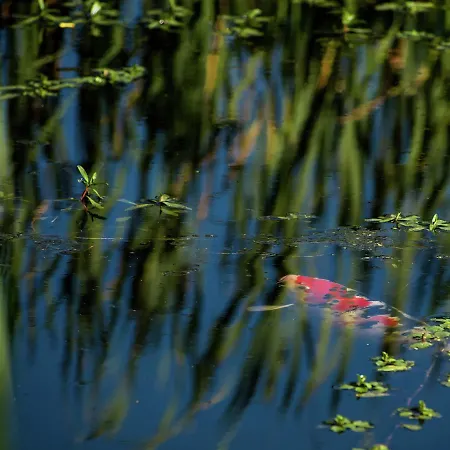 Koi Paradise 度假居 Walcourt